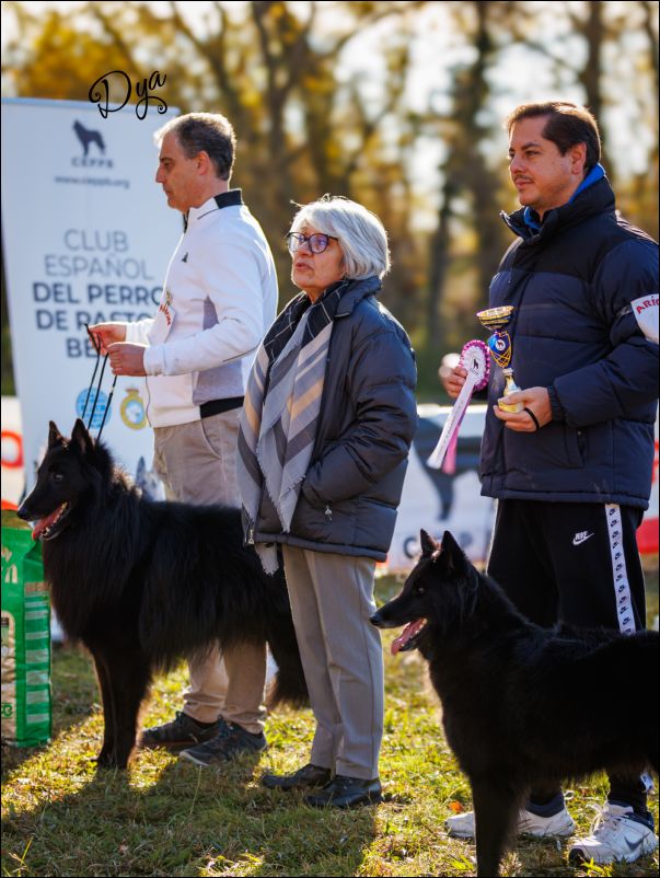 Elecci�n MR. groenendael.